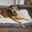 Ellen Polyester Pet Bed-1102359153