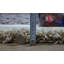Esterly Light Beige Shaggy Rug-20009121