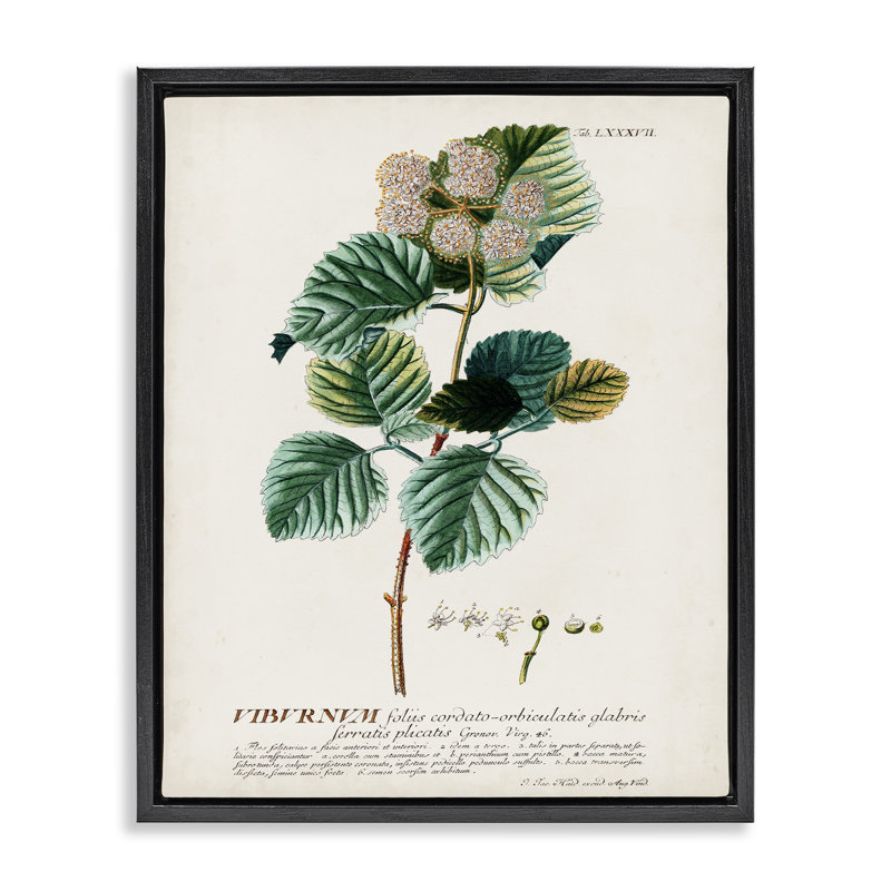 "Botanical Plant Illustration Seeds", impression sur toile par World Art Group, H 17 po x l 21 po