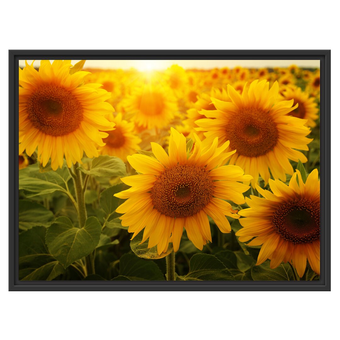 Gerahmtes Wandbild Sonnenblumen auf dem Feld