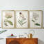 Antique Botanical Collection VI - reproduction encadrée sur mesure de qualité supérieure mate - 3 pièces-1670927360-1670927361