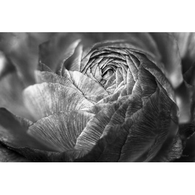 Ranunculus Abstract V BW