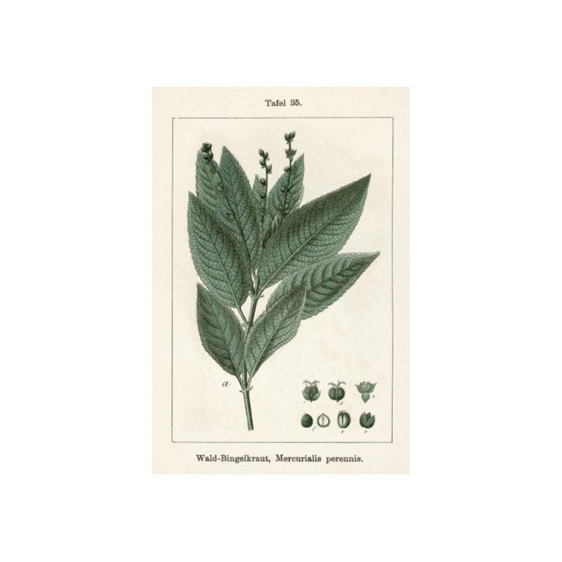 «Acer pseudoplatanus» par Sofia Fox - impression, Extérieur, H 45 po x l 30 po