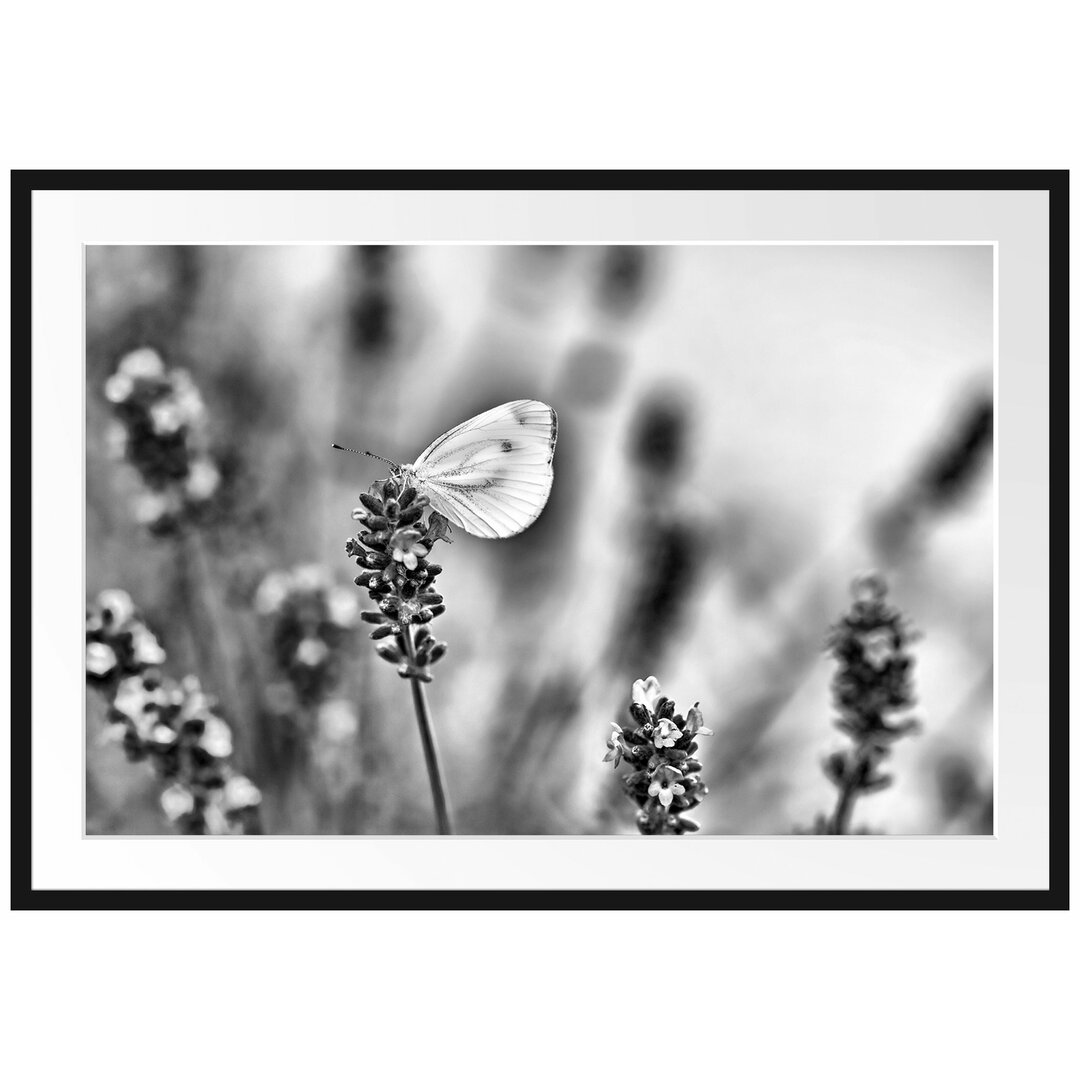 Gerahmtes Poster Schmetterling auf Lavendel