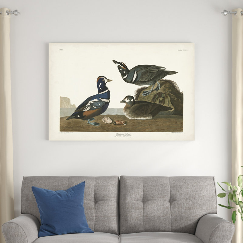 Pl 297 canard arlequin, H 32 po x l 48 po