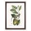 Lizard by Mark Catesby - Picture Frame Painting Print-55580781-55580780
