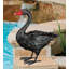 Cygne noir 18 po