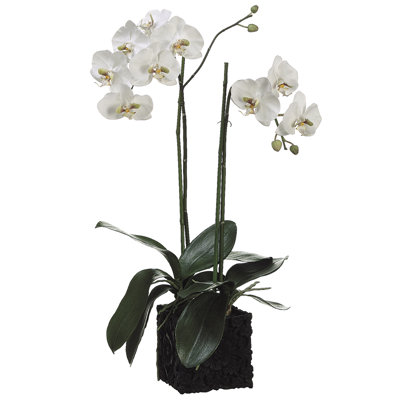 Pièce maîtresse en pot phalaenopsis