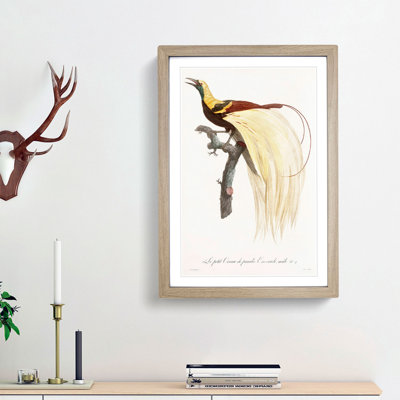 An Emperor Bird Of Paradise by Jacques Barraband - Single Picture Frame Painting