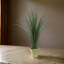 Plante de sol en pot