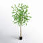 96 plantes