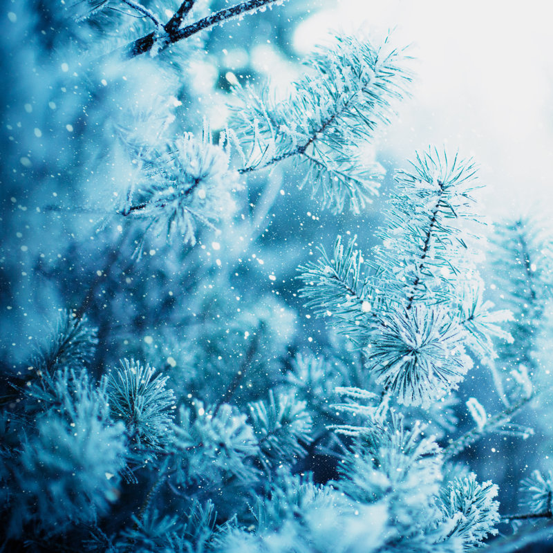 Frosted Pine Branches by Danilovi - Wrapped Canvas Print, 122cm H x 122cm W