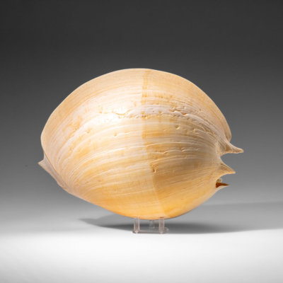 Véritable grande volute (2,3 lb)