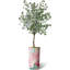 Arbre artificiel dans un pot de fleurs moderne, faux arbre en soie d'eucalyptus (décoration en pot et arbre)-1378564217-1405888083