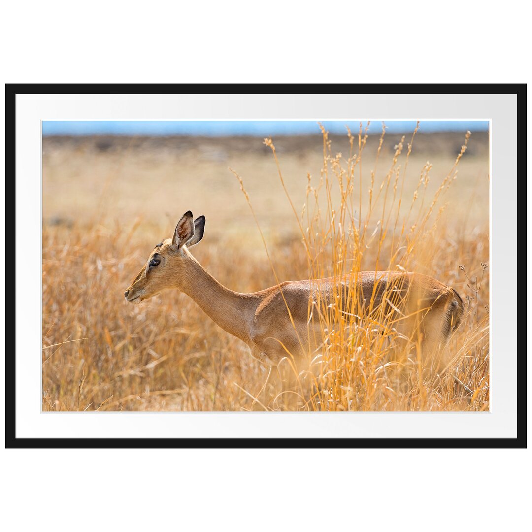 Gerahmtes Poster Gazelle im hohen Gras