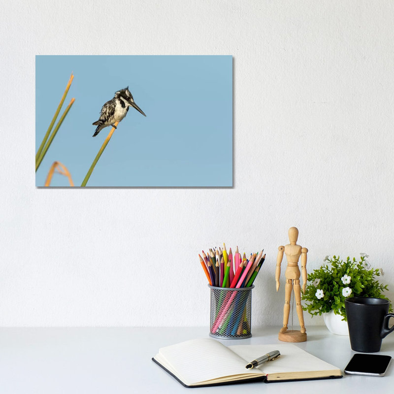 Africa, Botswana, Chobe National Park. Pied Kingfisher On Papyrus Stem by Jaynes Gallery - Wrapped Canvas Print