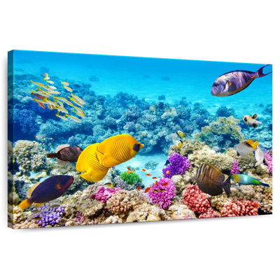 Ocean life Aletra