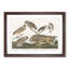 Selection of Owls by John Audubon - Picture Frame Painting Print-55619135-55619138