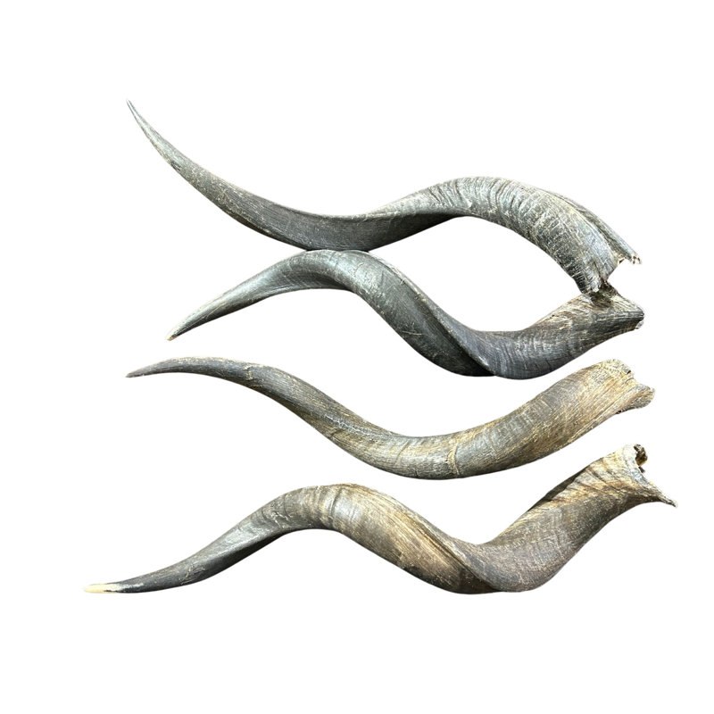 Joenell Natural Kudu Horn S
