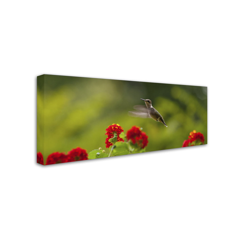 «Happy Little Hummingbird» par Kurt Shaffer, reproduction de photo sur toile, H 8 po x l 19 po x P 2 po