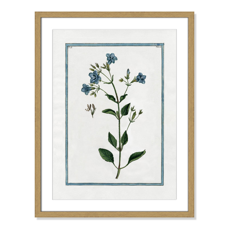 Colombe Shabby Elegance Botanical II - Framed Art, 17" W x 23" H, Natural Framed