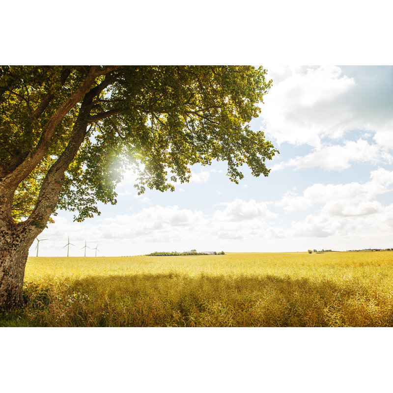 Tree By Pea Field by Knape, 12" H x 18" W