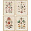 «Old-World Shell Collection», impression thématique maritime encadrée sur papier, 4 pièces-97782603-97782606