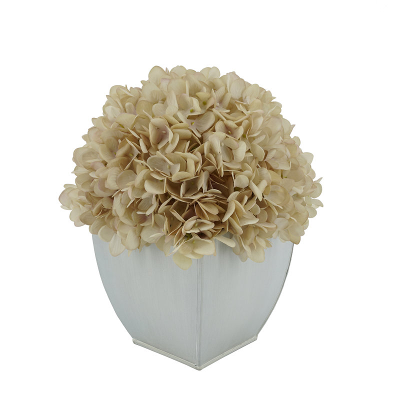 Arrangements floraux d'hortensias en pot, Écru antique