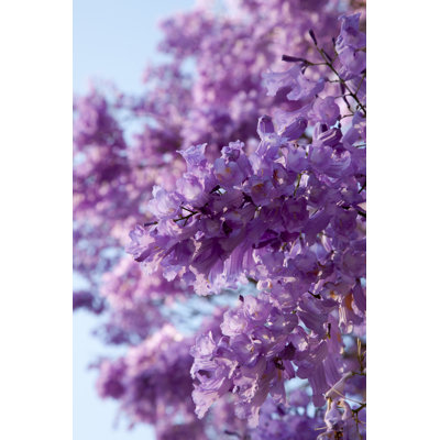 «Derriona Close-Up Of Jacaranda Tree» par - Photographie sur toile tendue
