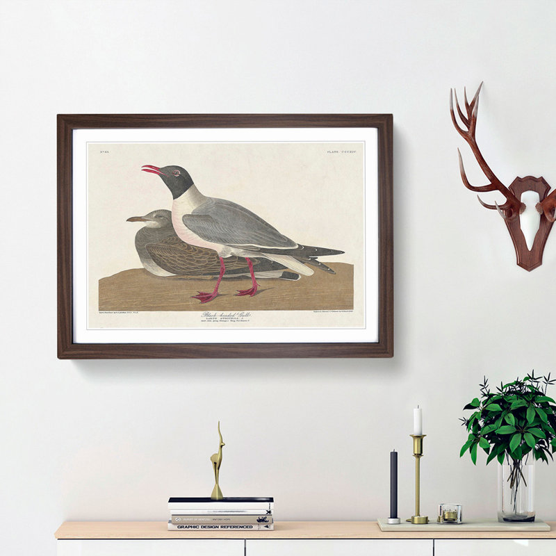 Black-Headed Gull by John James Audubon - Picture Frame Art Print, Walnut Framed, 27cm H x 36cm W x 2cm D