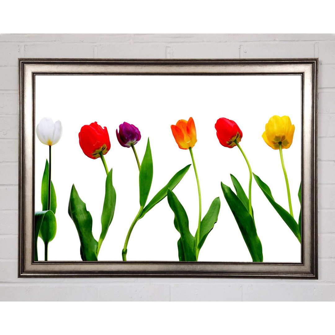 Farben der Tulpen - Einzelne Bilderrahmen Kunstdrucke