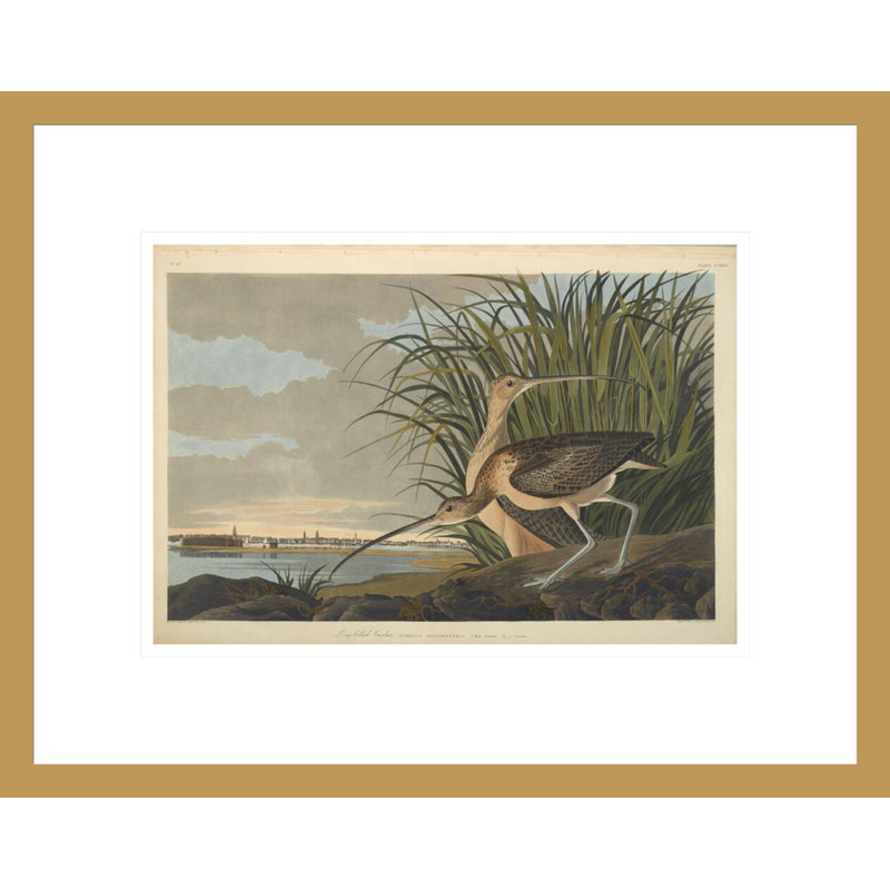 Courlis à long bec des oiseaux d'Amérique de 1827 à 1838 par John James Audubon, impression giclée sur cadre