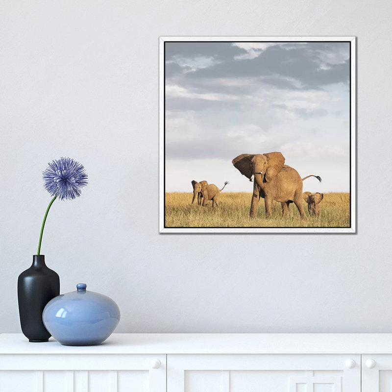 Colour Elephant & Calves by Klaus Tiedge - Print on Canvas, 45.72 cm H x 45.72 cm W, White Framed