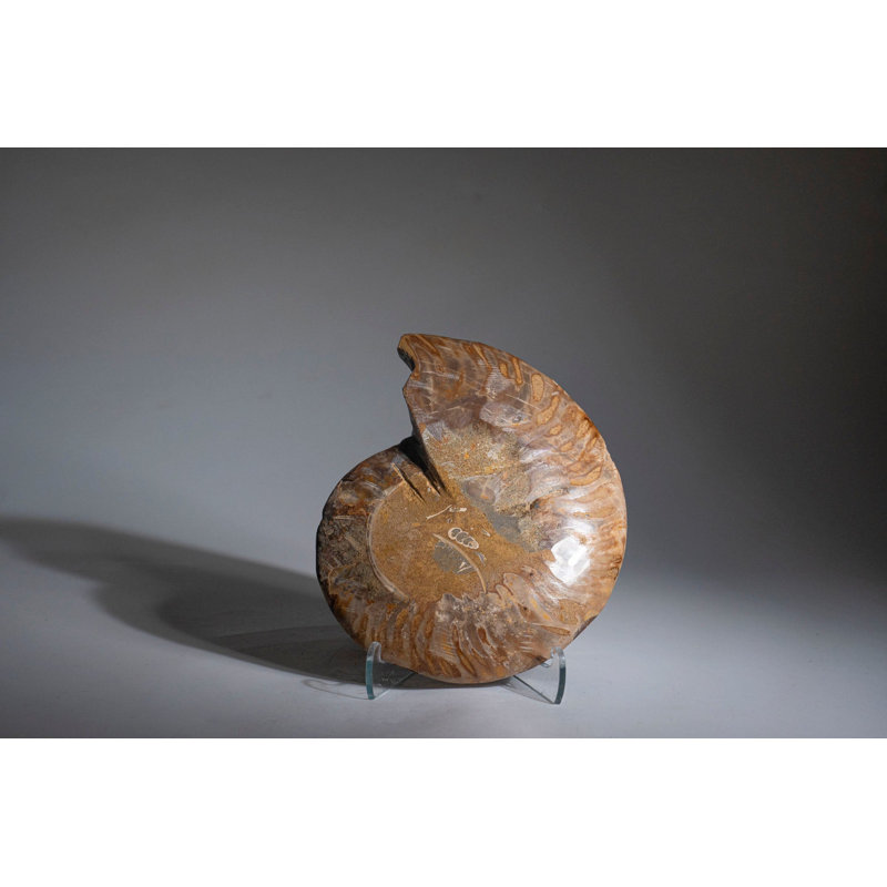 Calcified Ammonite Halve From Madagascar (.7 lbs)