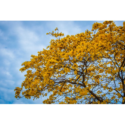 " Yellow Flower " by Renato_Pessanha