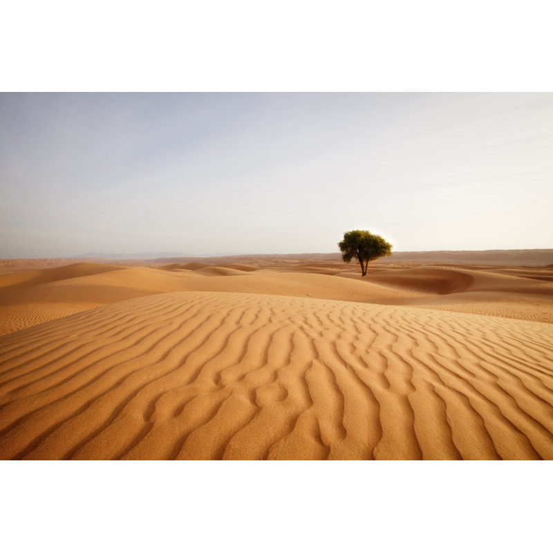 Lonely Desert Tree - Wrapped Canvas Print, 51cm H x 76cm W x 3.8cm D