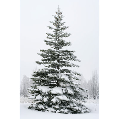 A Fir Tree Covered in Snow Outside by Viorika