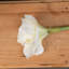 Arrangement-40922459