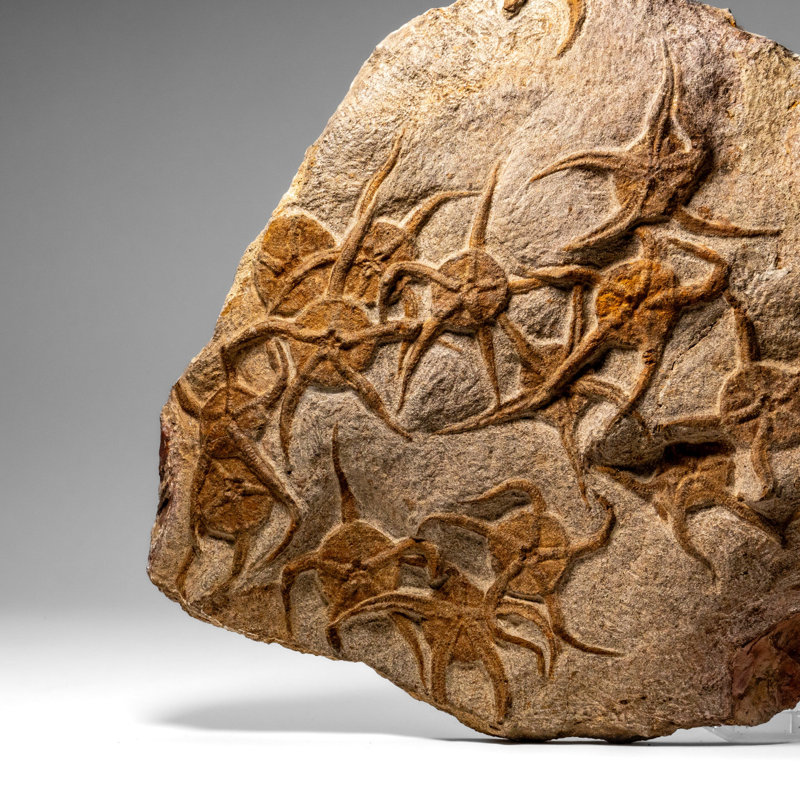 Genuine Ophiuroidea Brittle Star Fossil (8 Lbs)