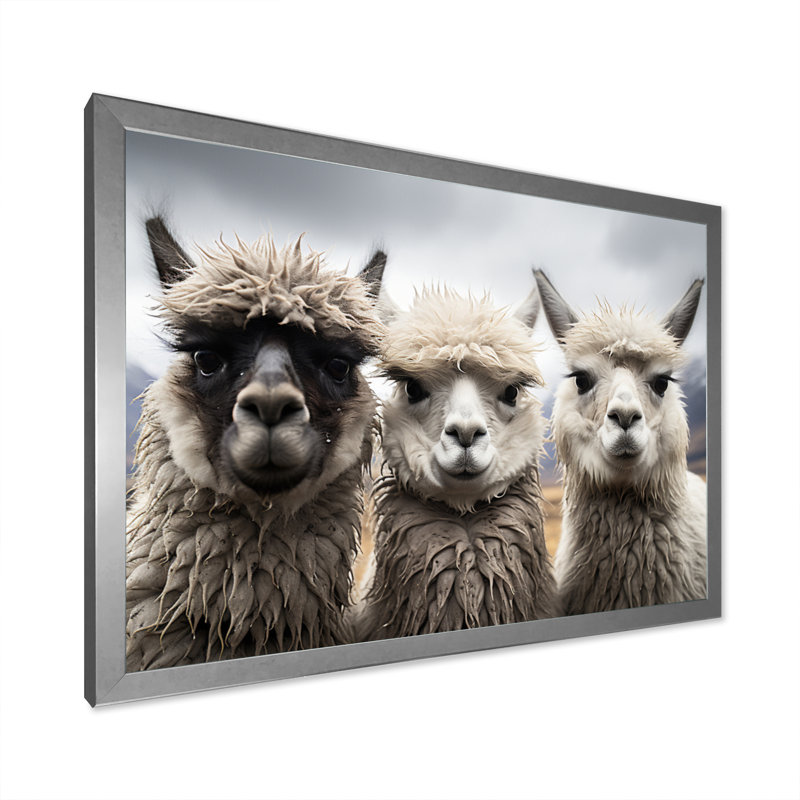 Alpacas, photographie de paysage monochrome encadrée sur toile, H 30 po x l 40 po x P 1,5 po, Cadre photo argenté
