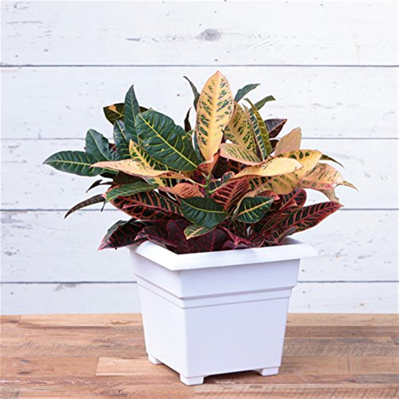 Kayenta Pot Planter, 13" H x 14" W x 14" D, Terracotta