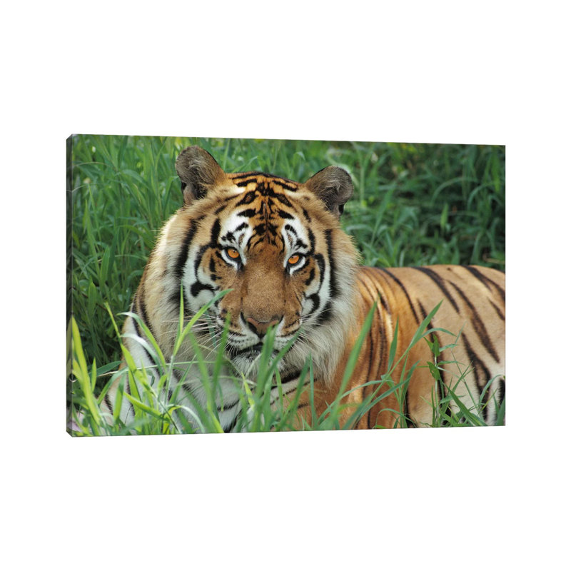 Bengal Tiger, Hilo Zoo, Hawaii by Gerry Ellis - Wrapped Canvas Print, 20.32 cm H x 30.48 cm W
