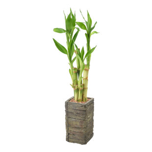 Arcadia Garden Products Live Bamboo Plant in Wood Pot