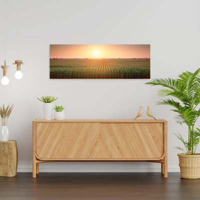Vue du champ de maïs pendant le lever du soleil, comté de Sacramento, Californie, États-Unis