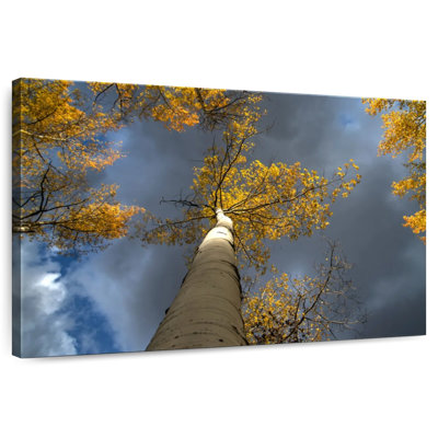 Harnek Aspen Tree Canopy
