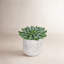 Plante grasse artificielle en pot