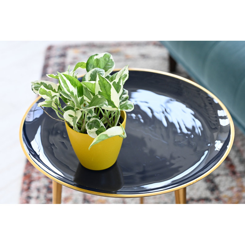 Live Pearls and Jade Pothos Plant