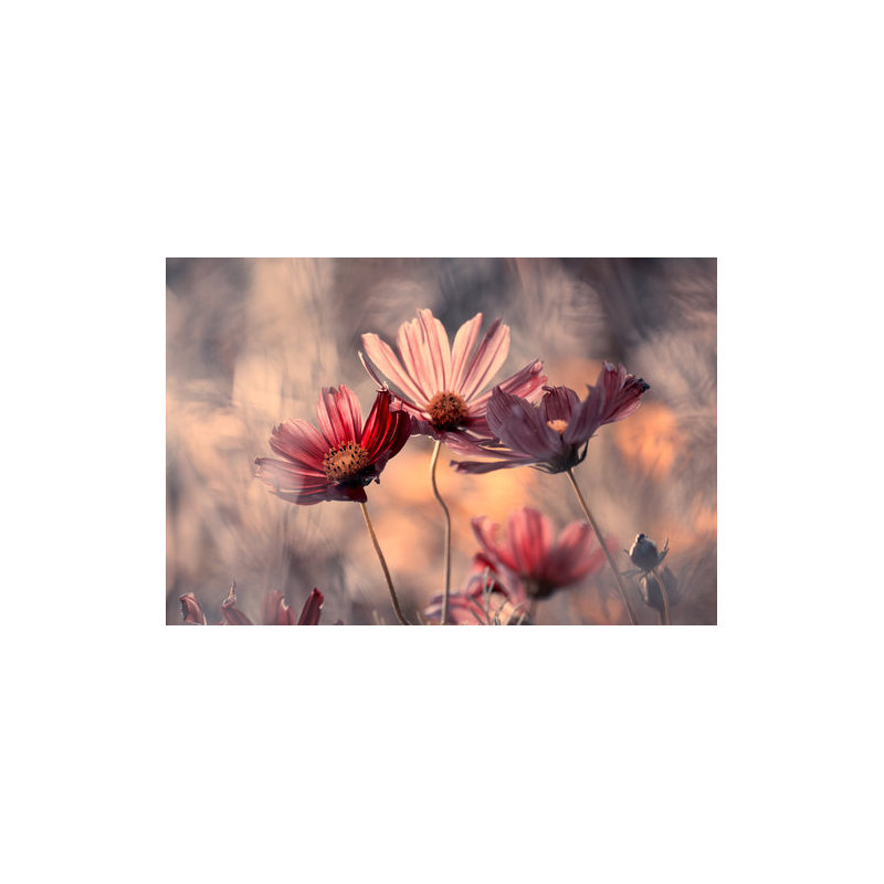 Wrapped Canvas Print, 50.8 cm H x 76.2 cm W