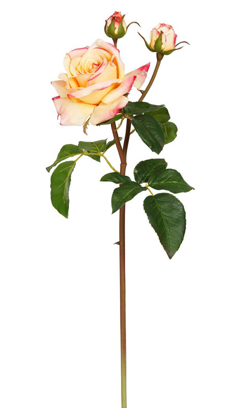 ENGLISH ROSE TAMORA STEM