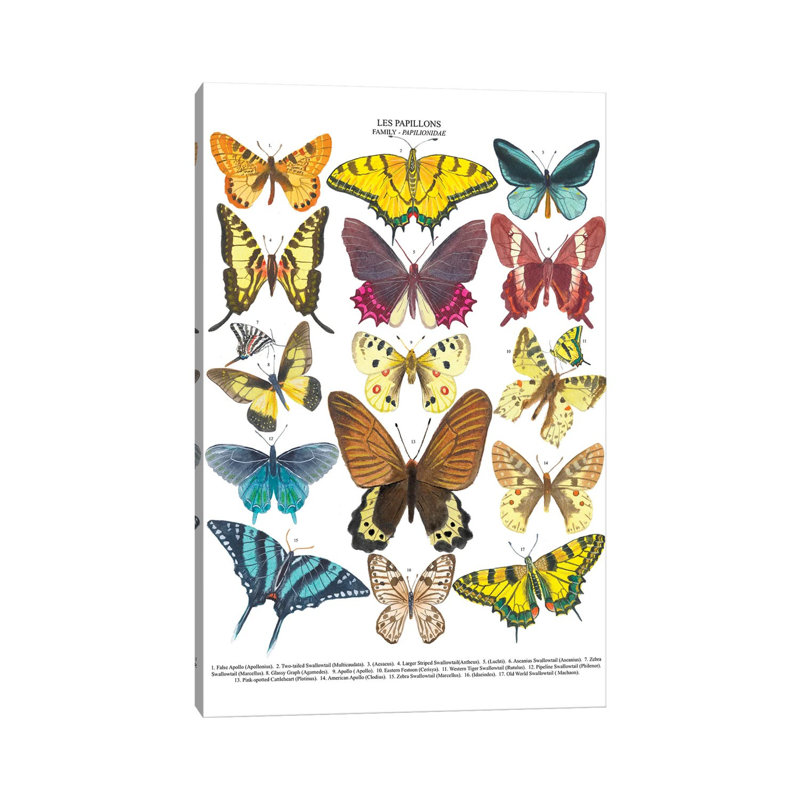 Butterflies by Michelle Campbell - Wrapped Canvas Print, 101.6 cm H x 66.04 cm W x 1.91 cm D